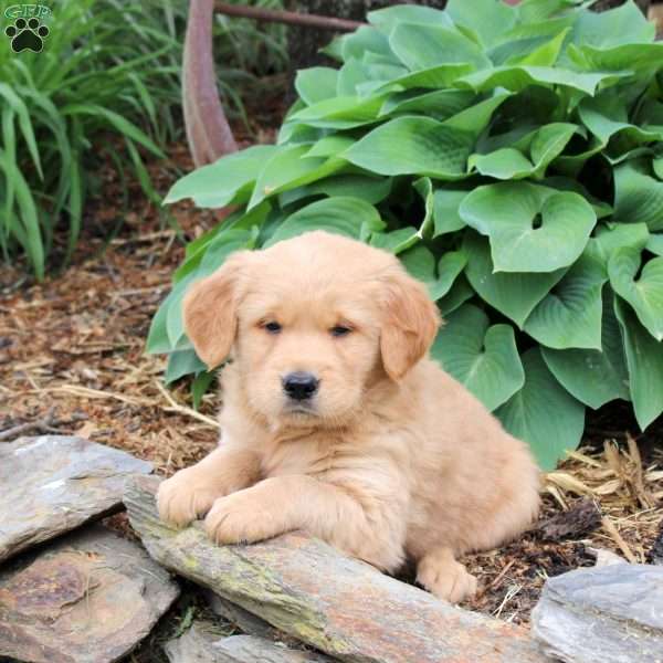Jackson, Golden Retriever Puppy