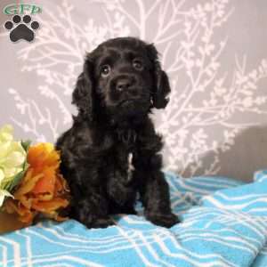 Jackson, Cocker Spaniel Puppy
