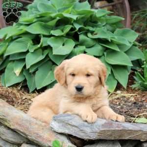 Jackson, Golden Retriever Puppy