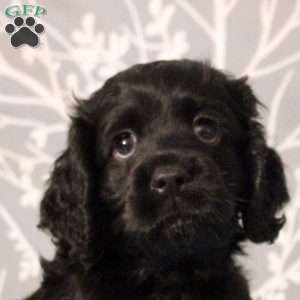 Jackson, Cocker Spaniel Puppy