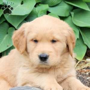 Jackson, Golden Retriever Puppy