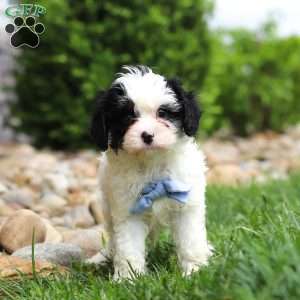 Jackson, Cavapoo Puppy