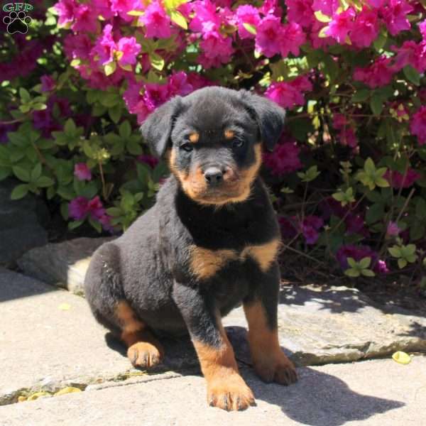 Jadah, Rottweiler Puppy