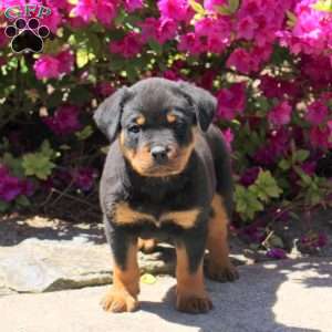 Jadah, Rottweiler Puppy