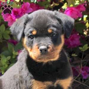 Jadah, Rottweiler Puppy