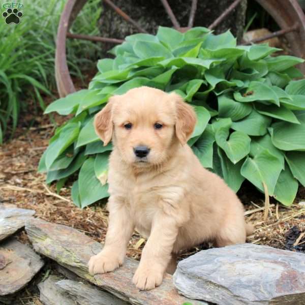 Jade, Golden Retriever Puppy
