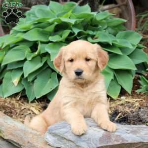 Jade, Golden Retriever Puppy