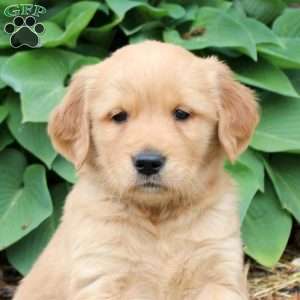 Jade, Golden Retriever Puppy