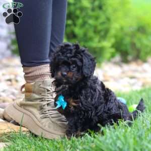 Jake, Cavapoo Puppy
