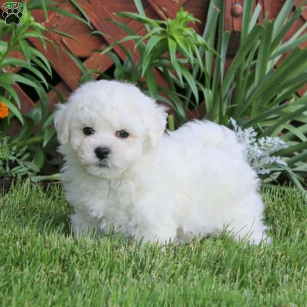 Jamie, Bichon Frise Puppy