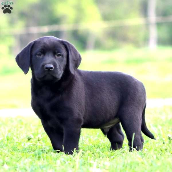 Jamie, Black Labrador Retriever Puppy
