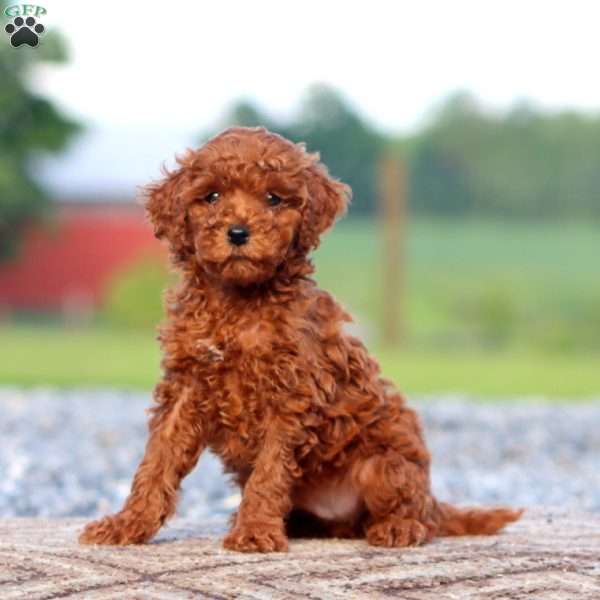 Jamie, Miniature Poodle Puppy