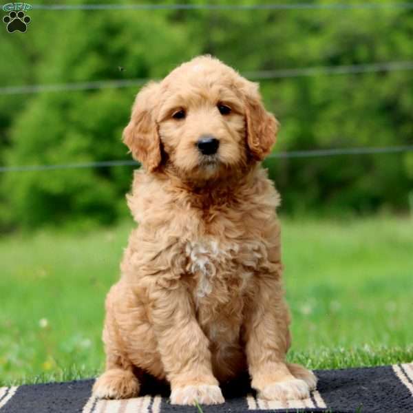 Jamie, Goldendoodle Puppy