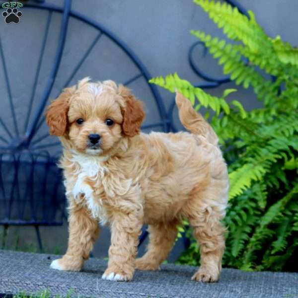 Jamie, Cavapoo Puppy
