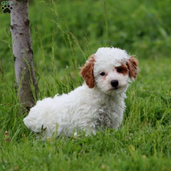 Jamie, Miniature Poodle Puppy