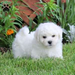 Jamie, Bichon Frise Puppy