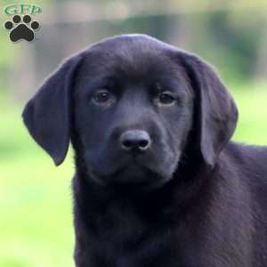 Jamie, Black Labrador Retriever Puppy