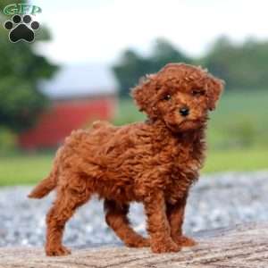 Jamie, Miniature Poodle Puppy