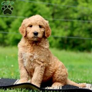 Jamie, Goldendoodle Puppy
