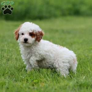 Jamie, Miniature Poodle Puppy