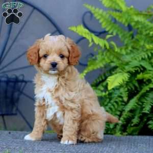 Jamie, Cavapoo Puppy