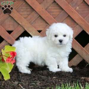 Jamie, Bichon Frise Puppy