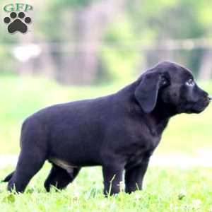 Jamie, Black Labrador Retriever Puppy