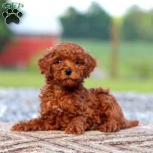 Jamie, Miniature Poodle Puppy