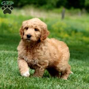 Jamie, Goldendoodle Puppy