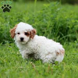 Jamie, Miniature Poodle Puppy