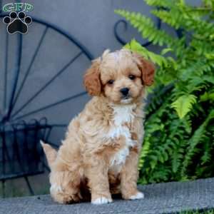 Jamie, Cavapoo Puppy
