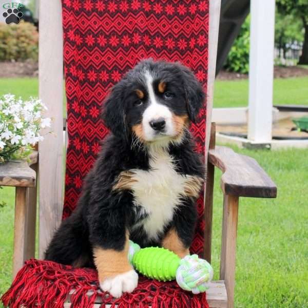 Jane, Bernese Mountain Dog Puppy