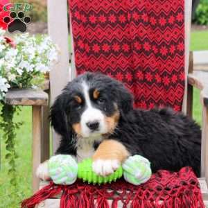 Jane, Bernese Mountain Dog Puppy