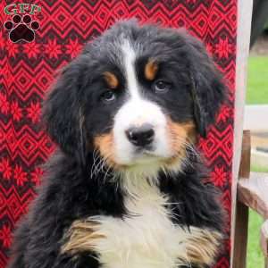 Jane, Bernese Mountain Dog Puppy