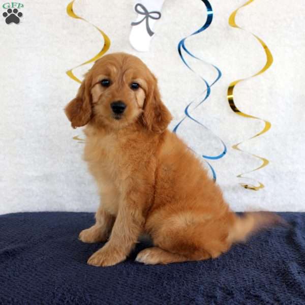 Janie, Mini Goldendoodle Puppy