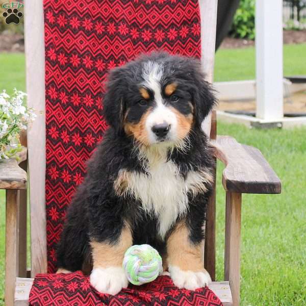 Jared, Bernese Mountain Dog Puppy