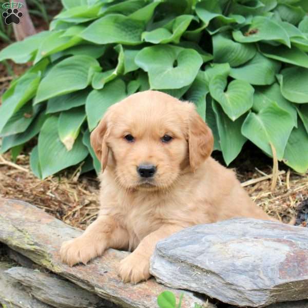 Jared, Golden Retriever Puppy