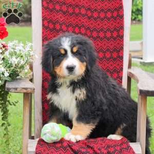 Jared, Bernese Mountain Dog Puppy