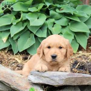 Jared, Golden Retriever Puppy