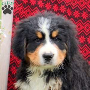 Jared, Bernese Mountain Dog Puppy