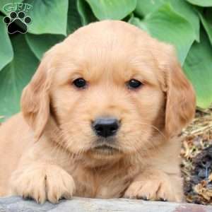 Jared, Golden Retriever Puppy