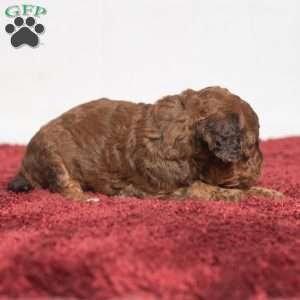 Jaren, Cavapoo Puppy