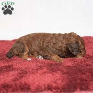 Jaren, Cavapoo Puppy