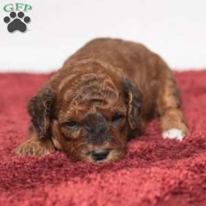 Jaren, Cavapoo Puppy
