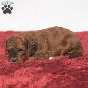 Jaren, Cavapoo Puppy