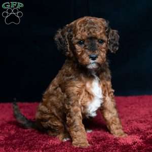 Jaren, Cavapoo Puppy