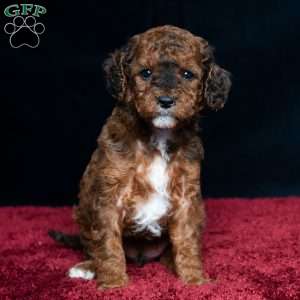 Jaren, Cavapoo Puppy