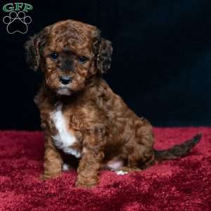 Jaren, Cavapoo Puppy