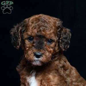 Jaren, Cavapoo Puppy