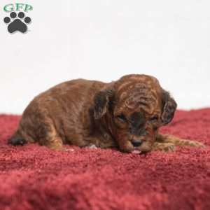 Jaren, Cavapoo Puppy